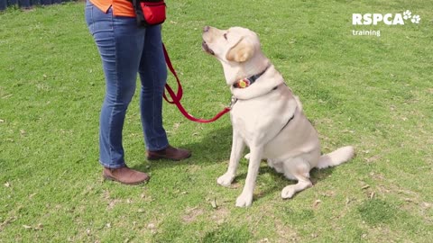 How to teach your dog to sit and drop