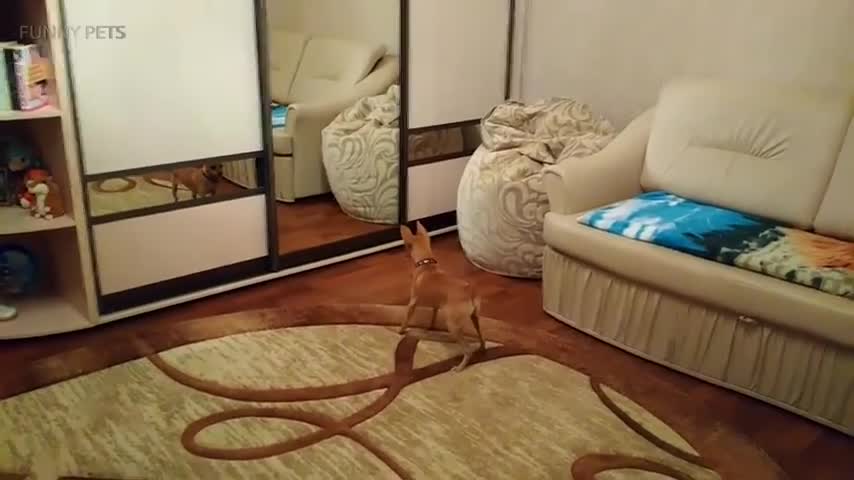 Dog vs. Mirror😂😂 funny dog reaction with mirror ( funny dog)