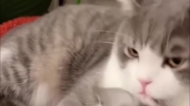 Super hyper Kitten