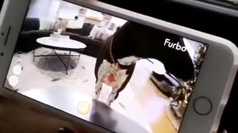 Joelle Fletcher's Cool Dog Training Camera