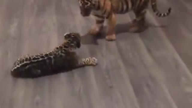 Baby Jaguar Meets Baby Tiger