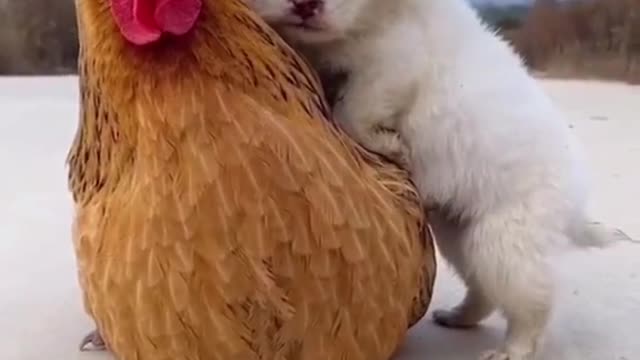 small dog and hen love funny animal video 2021