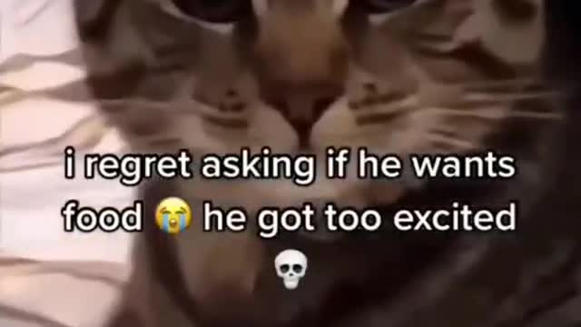 FOOD IS IMPORTANT FUNNY CAT VIDEO SHORTS
