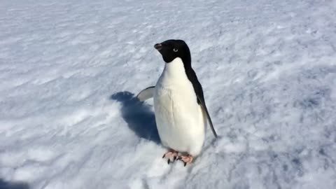 angry penguin bite