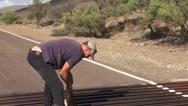 Kangaroo nearly breaks legs stuck on bridge