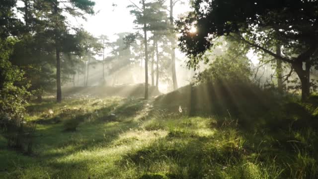 Beautiful forest on the morning