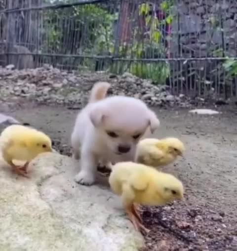 trained funniest dogs