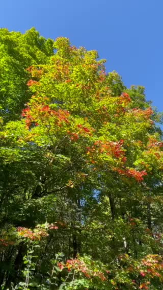 Fall colors are upon us!