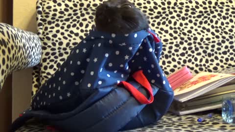 Cute cat playing in a school bag