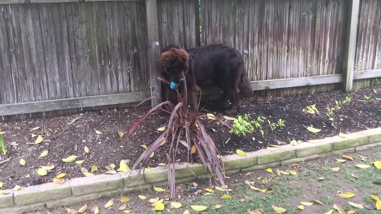 Giant Newfoundland puppy attemtps to hide from owner