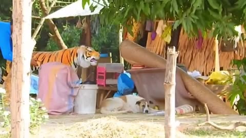 troll prank dog funny fake lion and fake tiger prank to dog huge box prank to dog_720p1