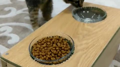 Cat Uses Special Feeder