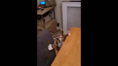 Try not to laugh 😂😂🤣🤣