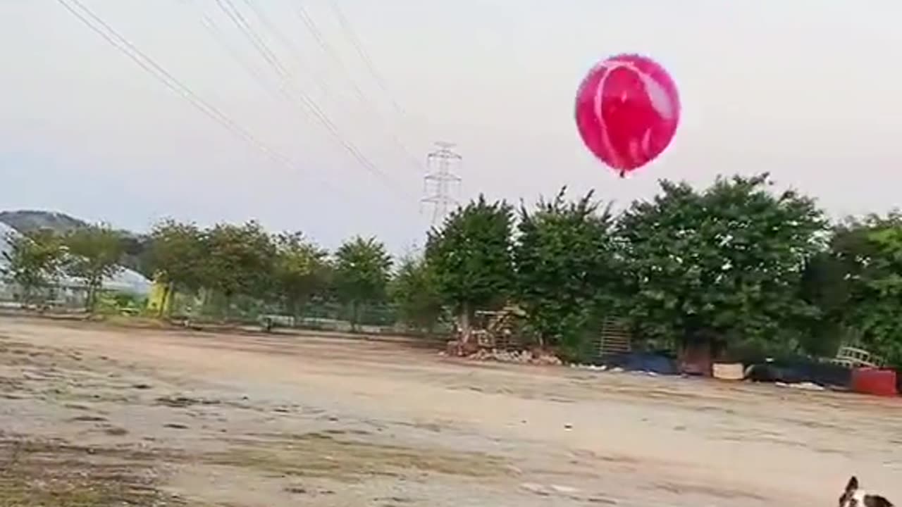 dogs playing volleyball