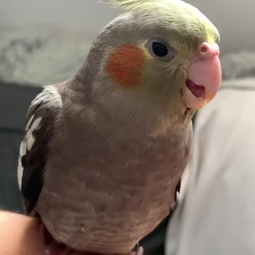 The cocktail is trying a new type of delicious fruit ☺️🍊🥭🍍