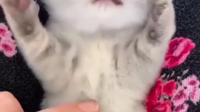 Cute cat 🐈