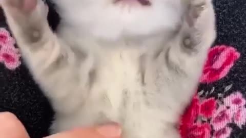 Cute cat 🐈
