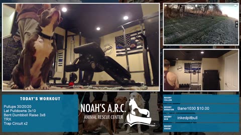 Gym Session w/Hank-a-Tank & Dufus [Week 5] - Back & Traps // Animal Rescue Stream :)