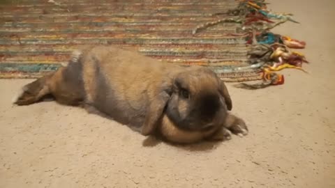 Rabbit Relaxing