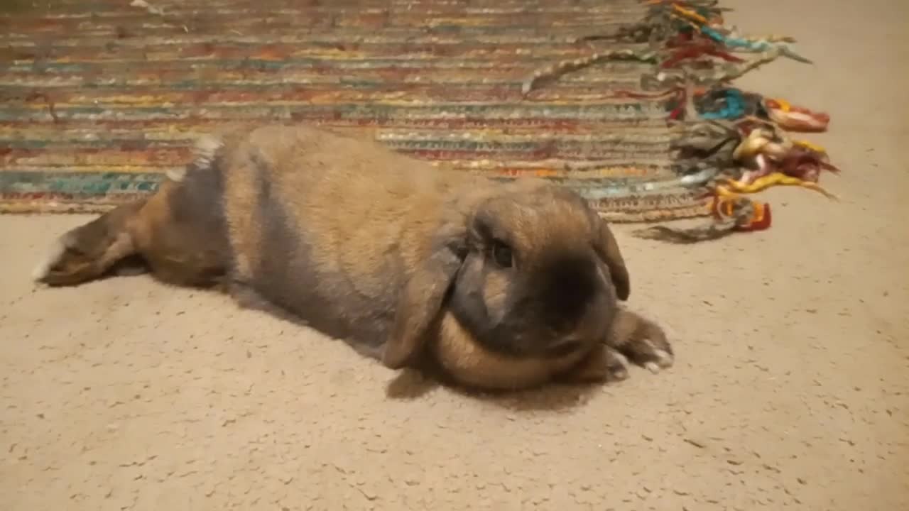 Rabbit Relaxing