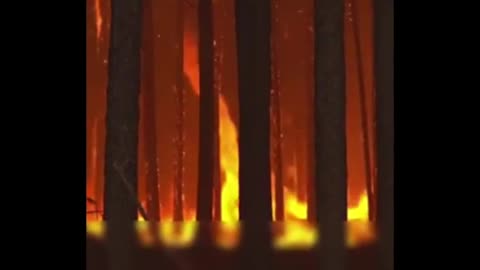 Argentine forest fires continue to burn nearly 800,000 hectares of land!