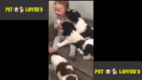 Cute and Funny 🤣 Pet 🐕 Playing