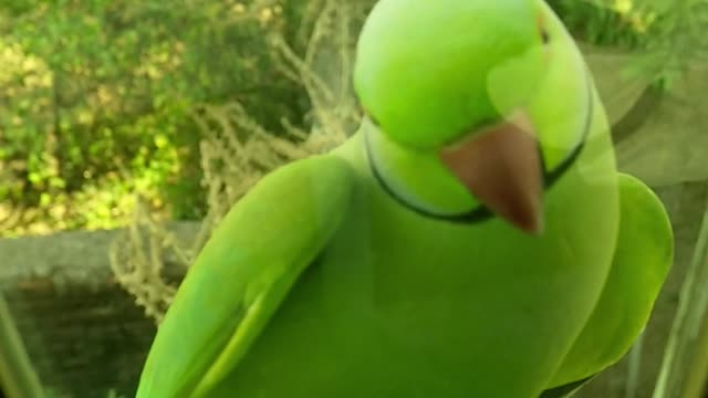 A Green Parrot Perched On a Window ledge