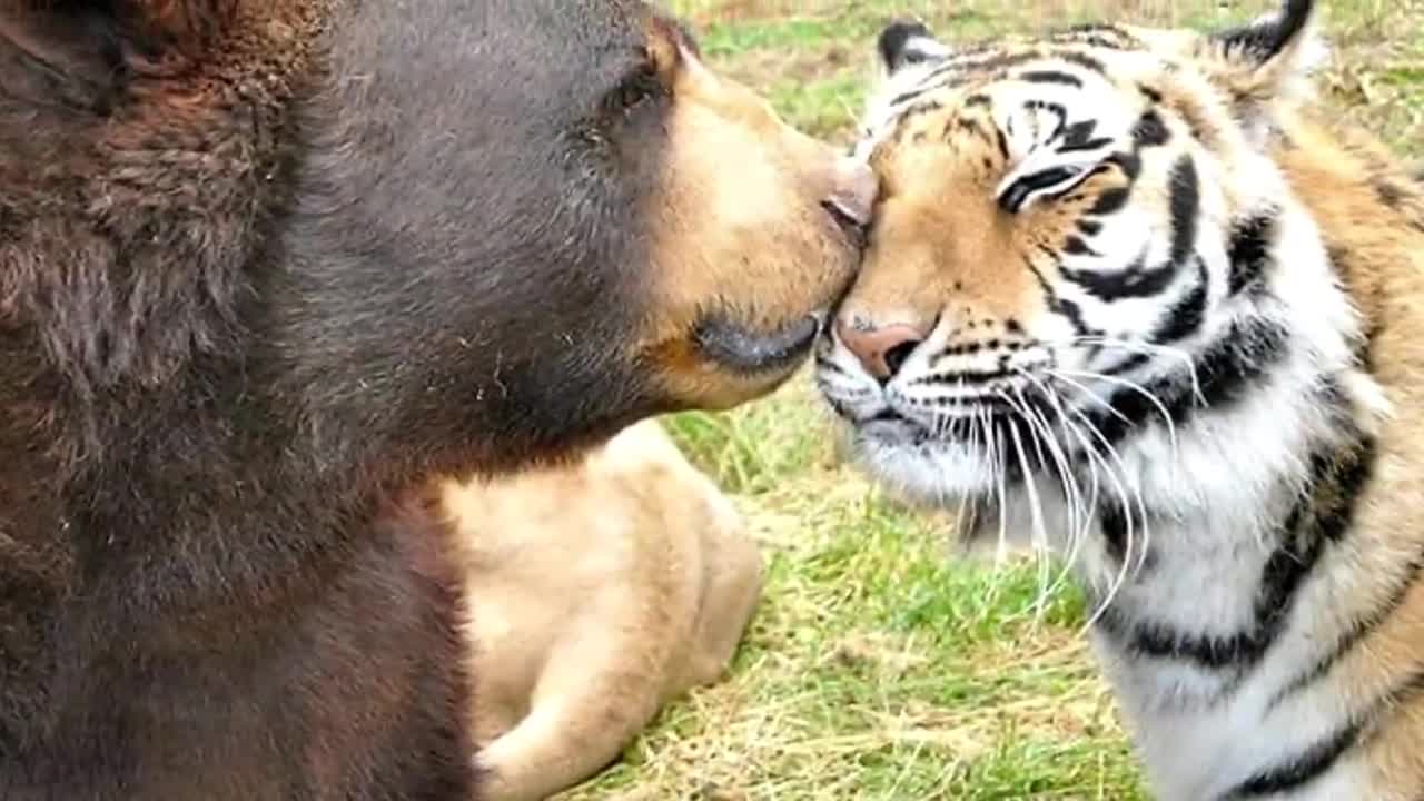 Bear And Tiger Say Farewell To Brother Lion After 16 Years Of Friendship