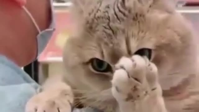 OMG So Cute and Funny Cats _ They make you laugh _ Funny Cat Videos