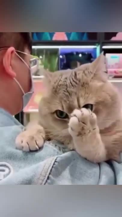 OMG So Cute and Funny Cats _ They make you laugh _ Funny Cat Videos