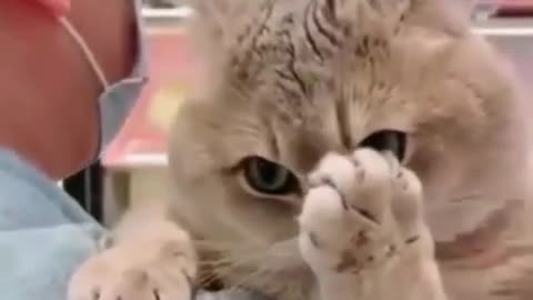 OMG So Cute and Funny Cats _ They make you laugh _ Funny Cat Videos