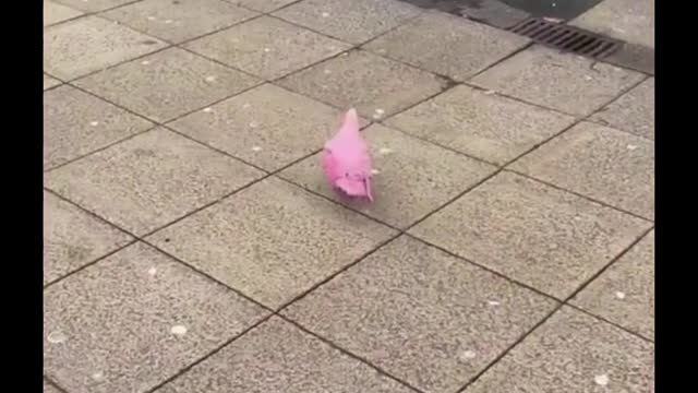 pink pigeon