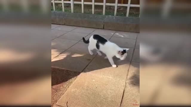 La reacción de las mascotas frente algunos alimentos