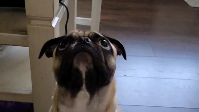 Pug Tries to Catch a Peanut Mid Air