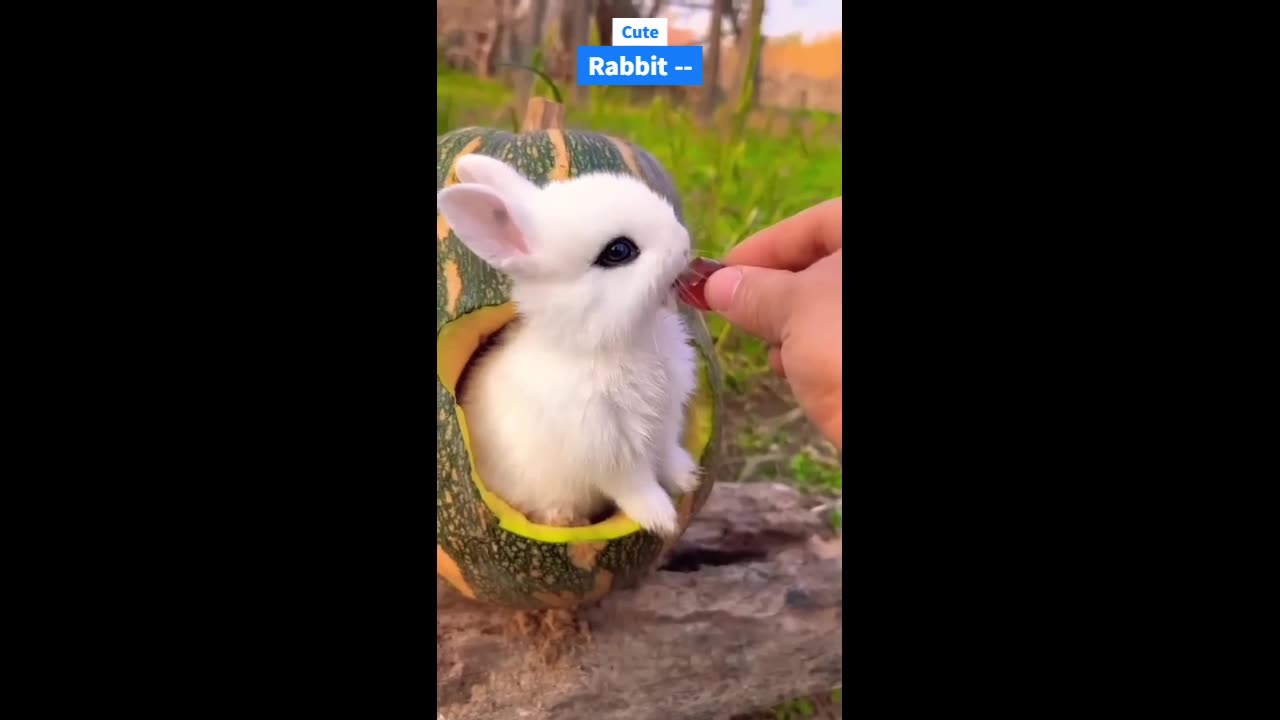 Cute Rabbit