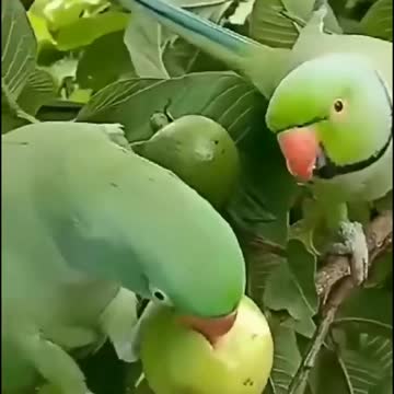 Parrots with guava fruits