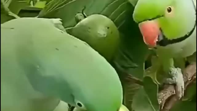 Parrots with guava fruits