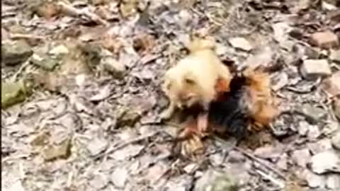 Chicken vs dog fight_ funny dog fight video