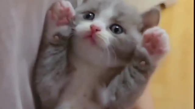 baby cat 🐈 funny #shorts