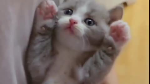 baby cat 🐈 funny #shorts