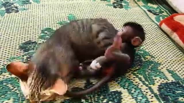 gato jugando con mono bebe