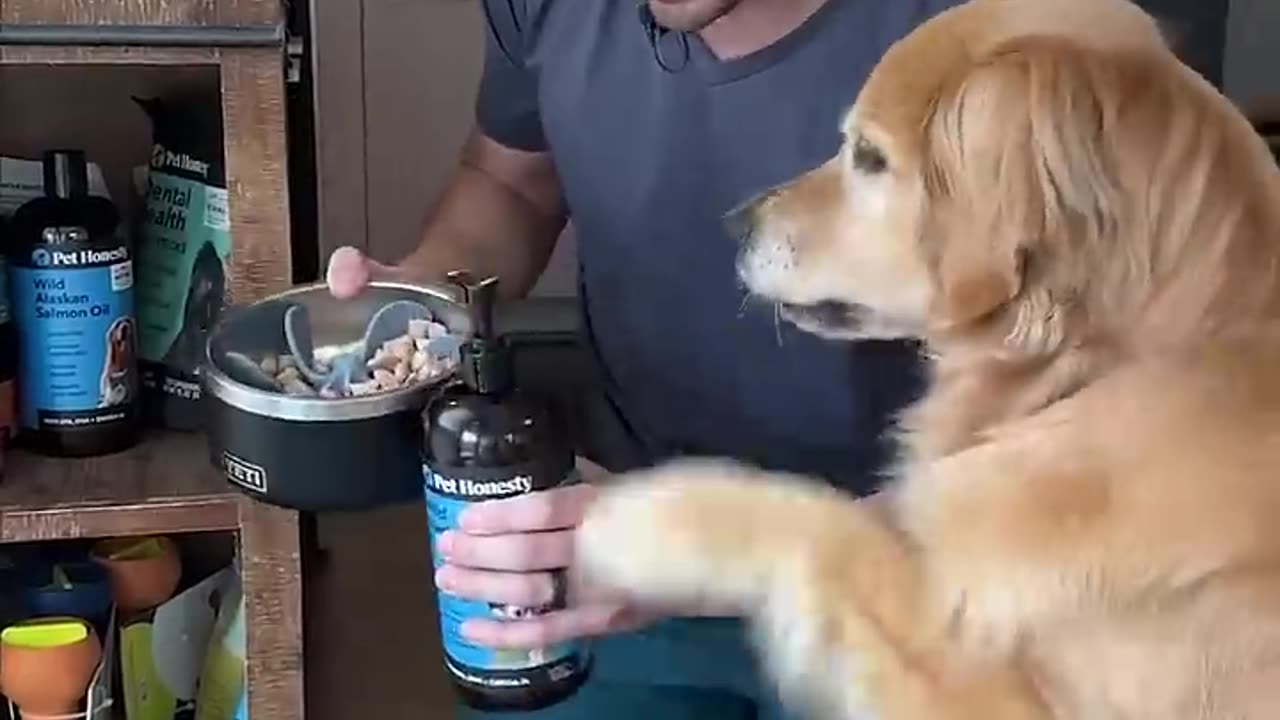 Tikeng my dog 🐕