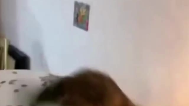 Funny Cat Video