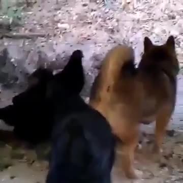 Chicken Is The Worst Bully Pecking A Dog In The Ass