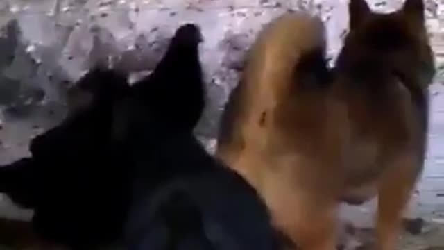 Chicken Is The Worst Bully Pecking A Dog In The Ass