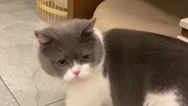 Funny cat and dog videos | Cute animals!