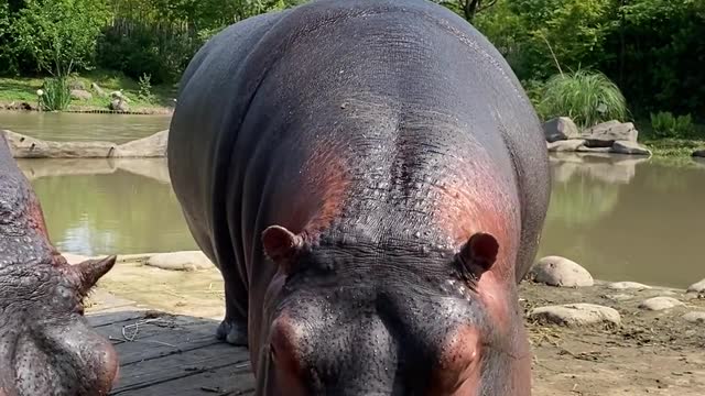 Hippo is eating