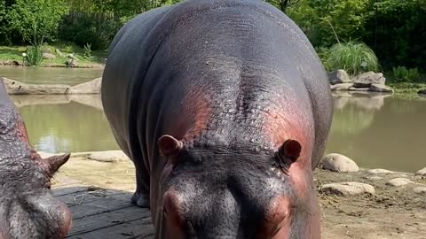 Hippo is eating