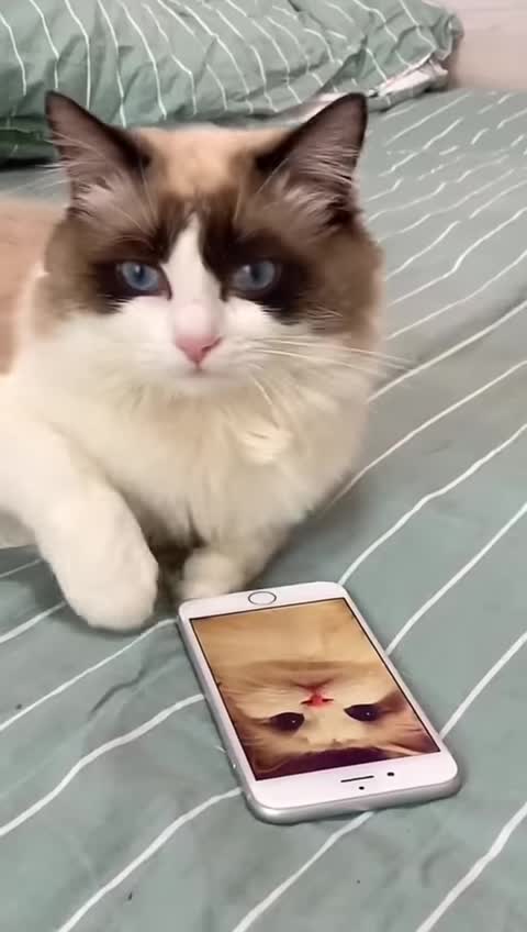 Funniest cat funny comedy scenes 🤣🤣