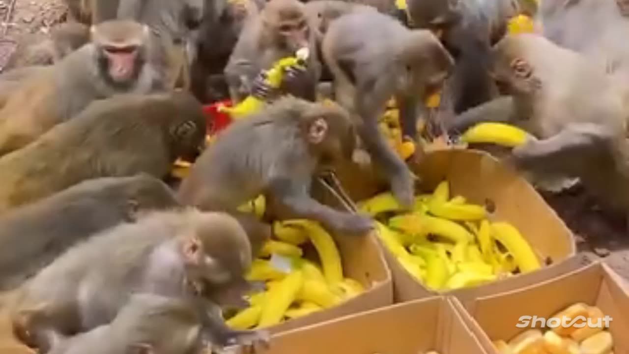 Monkey Eating Video